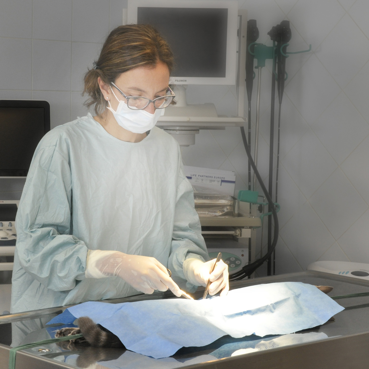 vétérinaire véto grigny givors chasse urgence animaux animal docteur opération chat chien chirurgie